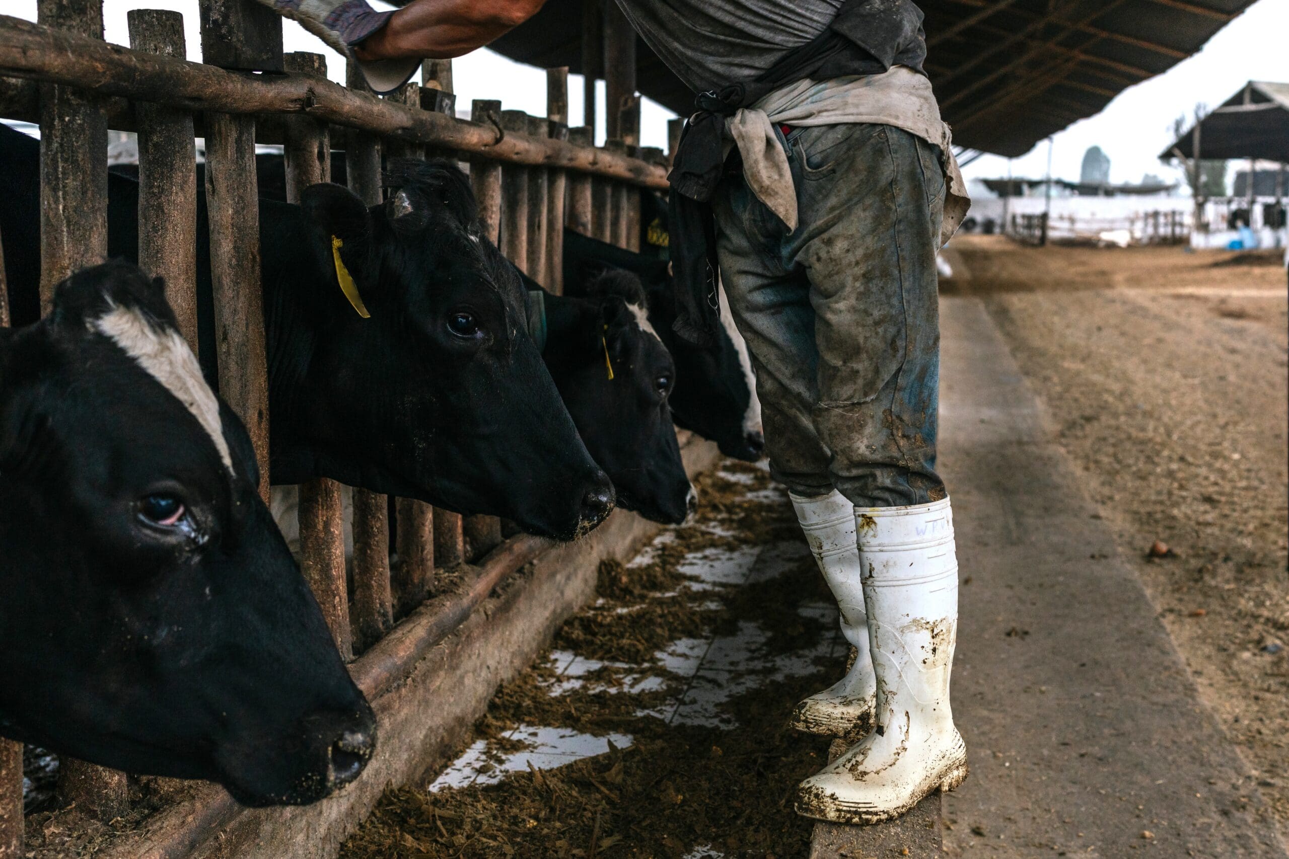 cattle worker with dirty boots next to cattle stalls